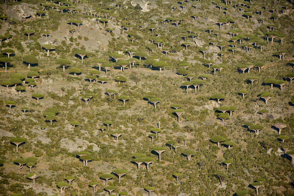 Socotra Forever | Diksam Plateau and Village