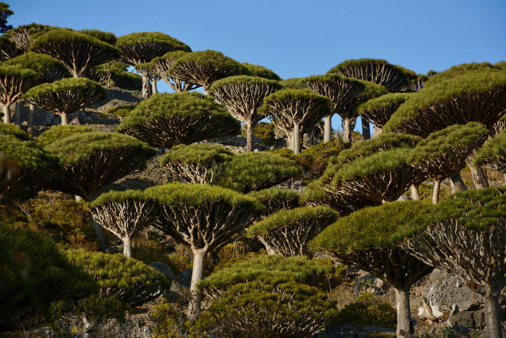 Socotra Forever | Firmihin Forest