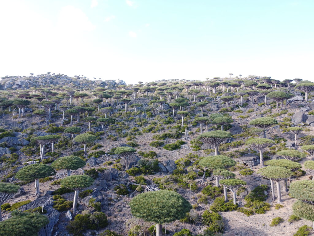 Découvrez le paradis préservé de Socotra avec Socotra Forever dcim100mediadji 0505.jpg
