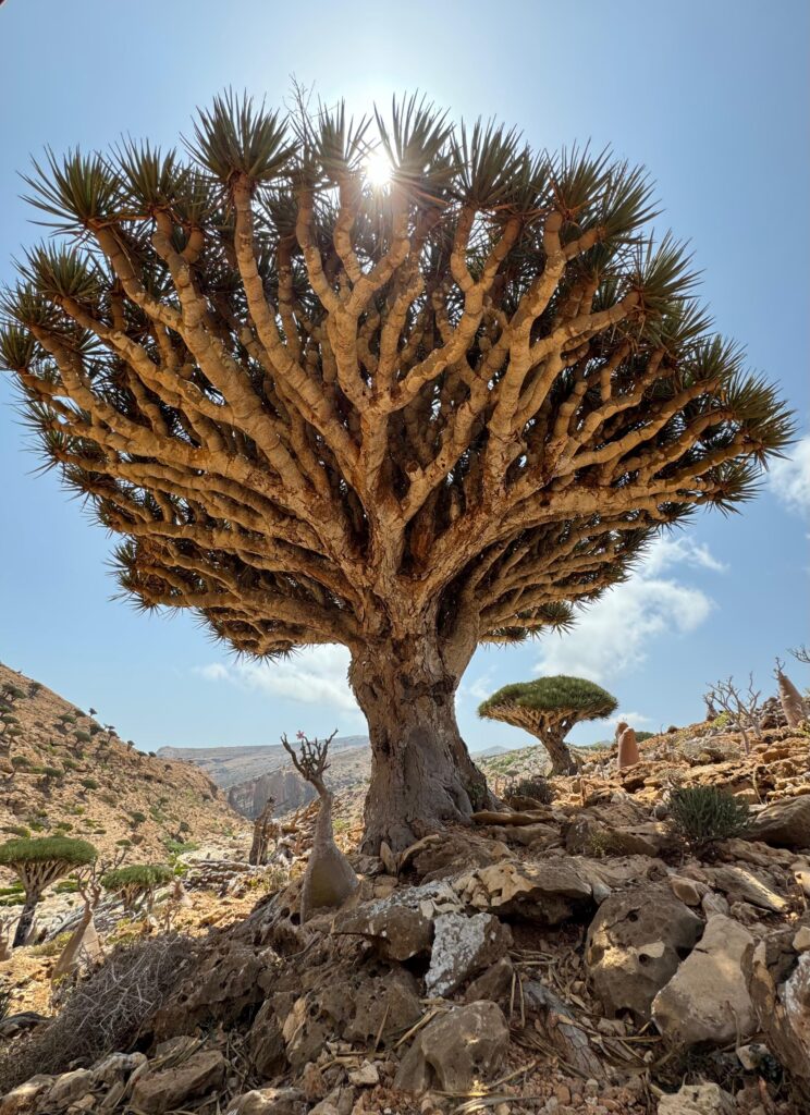 Discover the Untouched Paradise of Socotra with Socotra Forever img 20240505 wa0043