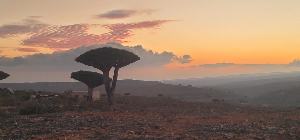 Découvrez le paradis préservé de Socotra avec Socotra Forever ٢٠٢٥٠١٢٩ ١٧٣٤٥١